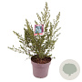 Ceanothus impressus 'Victoria' 45-50 cm 10L