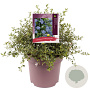 Ceanothus thyrsiflorus repens 35-40 cm 10L