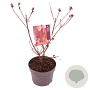 Cotinus Dusky Maiden 40-50 cm 3,0L