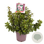 Escallonia laevis Pink Elle 40-45 cm 10L