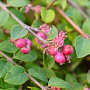 Symphoricarpos ch. 'Hancock' 40-60 cm wortelgoed struik