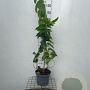Heptacodium miconioides 80-90 cm 5,0L