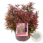 Leucothoe keiskei Burning Love 30-40 cm 5,0L