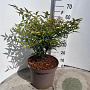 Nandina domestica 40-50 cm 10L