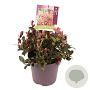Photinia fraseri 'Little Fenna' 30-35 cm 10L