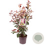 Photinia fraseri Louise 70-80 cm 10L