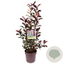 Photinia Magical Volcano 80-90 cm 10L
