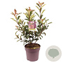 Photinia serratifolia Crunchy 70-80 cm 10L