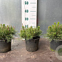 Pinus mugo mugo 20 cm 2,0L