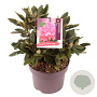 Rhododendron (Y) 'Sneezy' 25-30 cm 5,0L