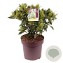 Skimmia confusa 'Kew Green' 50-55 cm 13L