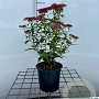 Spiraea jap. 'Dart's Red' 30-40 cm C1.3