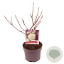Viburnum carlcephalum 30-40 cm 3,0L
