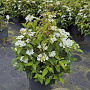 Viburnum plic. 'Watanabe' 50-60 cm 10L