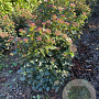 Viburnum tinus 60-80 cm met kluit