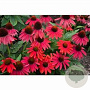 Echinacea Lakota Red GM C5