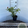 Rosa 'The Fairy Red' 25-30 cm C1.3