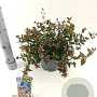 Abelia grandiflora 25-30 cm 3,0L