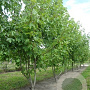 Acer freemanii 450-500 cm draadkluit meerstammig