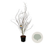 Acer North Wind 200-225 cm cont. 55L extra