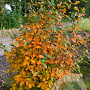 Amelanchier lamarckii 150-175 cm draadkluit