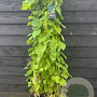 Aristolochia macrophylla 80 cm rozenpot 2L