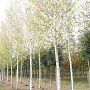 Betula pendula 25-30 HO draadkluit 250 cm stam