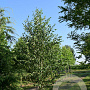 Betula utilis 'Doorenbos' 16-18 HO draadkluit geveerd