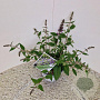 Buddleja 'Blue Chip' 30-35 cm 3,0L