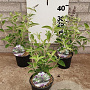 Buddleja Free Petite Blue Heaven 20-25 cm 2,0L