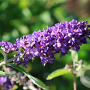 Buddleja Free Petite Blue Heaven geworteld stektray