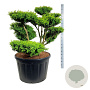 Buxus sempervirens 100-125 cm cont. 230L bonsai