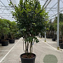 Camellia japonica 200-250 cm cont. 180L meerstammig