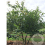 Castanea sativa 200-250 cm draadkluit meerstammig