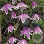 Clematis 'Propertius' 80-100 cm rozenpot 2L