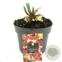 Helenium 'Moerheim Beauty' GM 2,0L