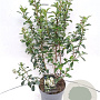 Escallonia 'Iveyi' 30-40 cm 3,0L
