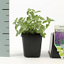 Nepeta 'Walker's Low' GM P9