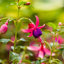 Fuchsia 'Tom Thumb' GM P9