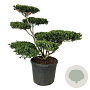 Ilex crenata 'Convexa' 80-100 cm cont. 90L bonsai