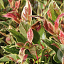 Leucothoe Firestar 20-25 cm 2,0L
