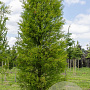 Metasequoia glyptostroboides 10-12 HO draadkluit geveerd
