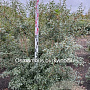 Osmanthus burkwoodii 150-175 cm met kluit