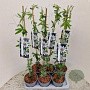 Passiflora caerulea 70-75 cm 2,5L