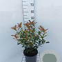 Photinia fraseri Carré Rouge 50-60 cm 5,0L