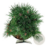 Pinus mugo 'Heideperle' 20-25 cm