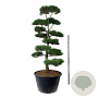 Pinus nigra nigra 250-300 cm cont. 500L bonsai