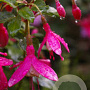 Fuchsia 'Lady Thumb' GM P9