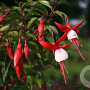 Fuchsia 'Madame Cornelissen' GM P9