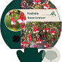 Fuchsia 'Madame Cornelissen' GM P9